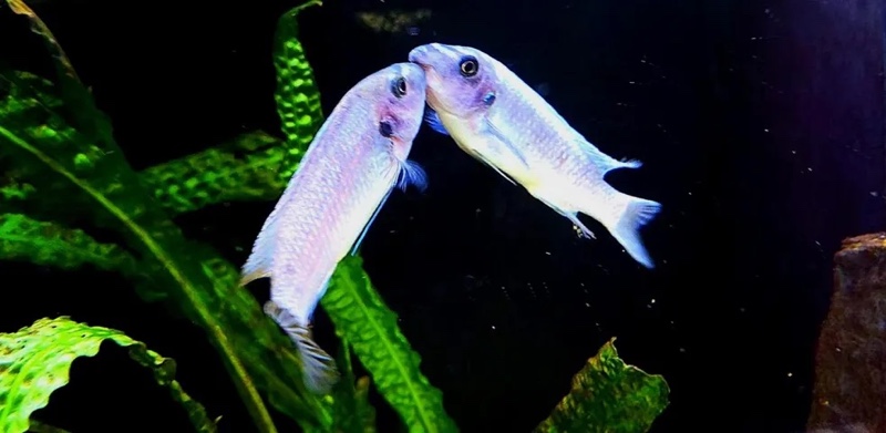 Labeotropheus trewavasae 'Katale Island'